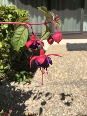 Fuchsia magellanica