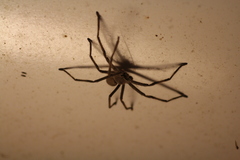 Isopedella saundersi