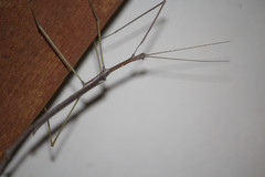 Phasmatini