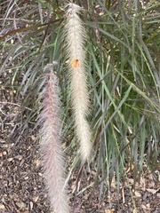 Setaria scheelei