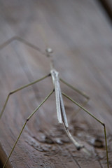 Phasmatini