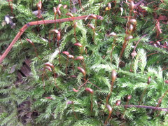Brachytheciastrum velutinum