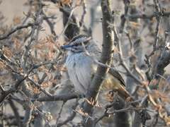Rhynchospiza strigiceps