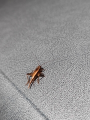 Loxoblemmus equestris