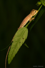 Calotes versicolor