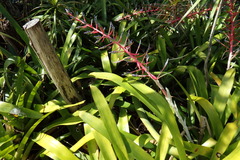 Aechmea dichlamydea