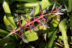 Aechmea dichlamydea