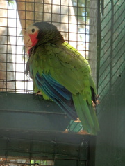 Amazona leucocephala