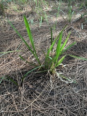 Xyris platylepis