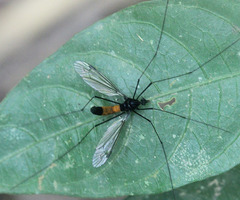 Tipula holoserica
