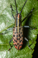Macrochenus isabellinus