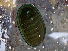 Chiton glaucus