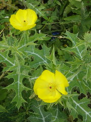 Argemone mexicana