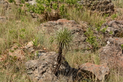 Xerophyta purpurascens