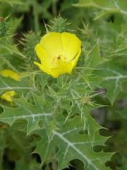 Argemone mexicana