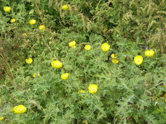 Argemone mexicana