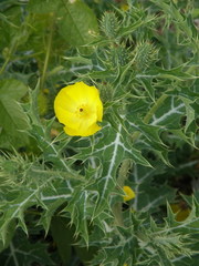 Argemone mexicana