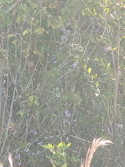 Ampelaster carolinianus