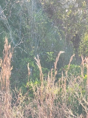 Ampelaster carolinianus