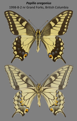 Papilio machaon oregonius