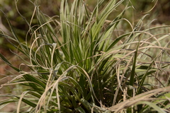 Xerophyta purpurascens