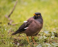 Acridotheres tristis