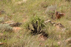 Xerophyta purpurascens