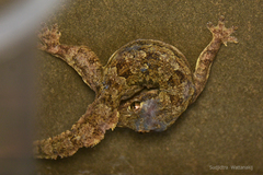 Hemidactylus platyurus