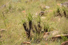 Xerophyta purpurascens