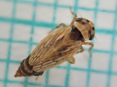 Agalliina