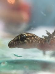 Hemidactylus turcicus