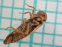 Agalliina