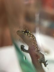 Hemidactylus turcicus