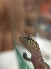 Hemidactylus turcicus