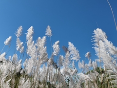 Saccharum spontaneum