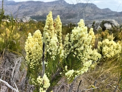 Erica leucanthera