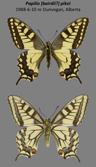 Papilio machaon pikei