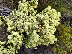 Erica leucanthera
