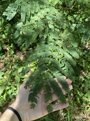 Albizia julibrissin