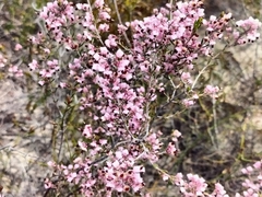 Erica placentiflora