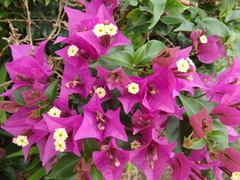 Bougainvillea