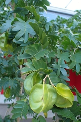 Gonopterodendron arboreum