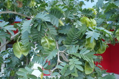 Gonopterodendron arboreum