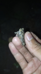 Ingerophrynus biporcatus