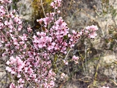 Erica placentiflora