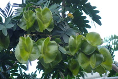 Gonopterodendron arboreum