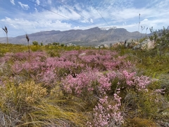 Erica placentiflora