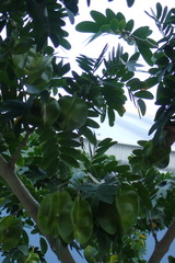 Gonopterodendron arboreum