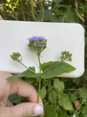 Conoclinium coelestinum