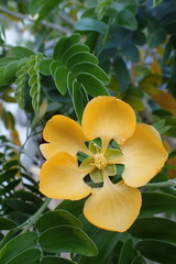 Gonopterodendron arboreum